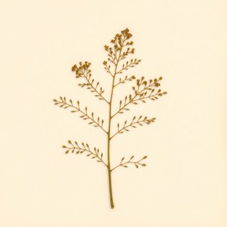 Torreya yunnanensis (Torreya yunnanensis) — botanical photograph