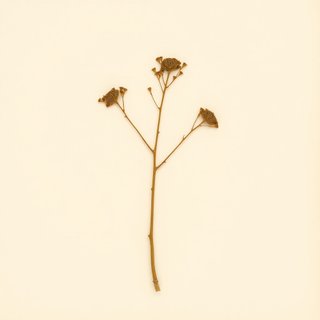 Trachycarpus martianus (Trachycarpus martianus) — botanical photograph