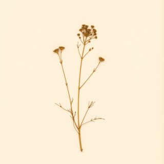 Trachymene glaucifolia (Wild Carrot) — botanical photograph
