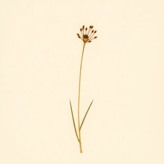 Tragopogon gracilis (Tragopogon gracilis) — botanical photograph