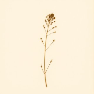 Trapa bicornis (Trapa bicornis) — botanical photograph