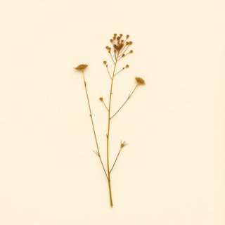 Trapa natans (Trapa natans) — botanical photograph