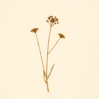 Trichosanthes multiloba (Trichosanthes multiloba) — botanical photograph