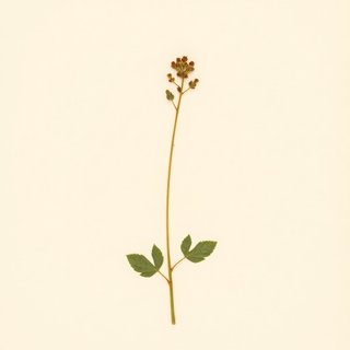 Trifolium bifidum (Piñole Clover) — botanical photograph