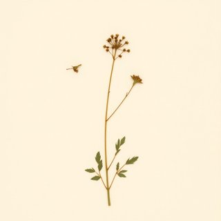 Trifolium fimbriatum (Trifolium fimbriatum) — botanical photograph