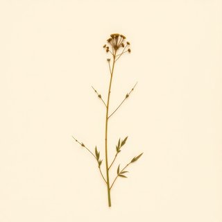 Trifolium tridentatum (Trifolium tridentatum) — botanical photograph
