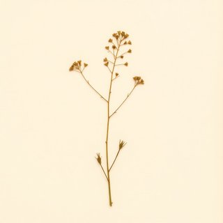 Trigonella suavissima (Sweet Fenugreek) — botanical photograph