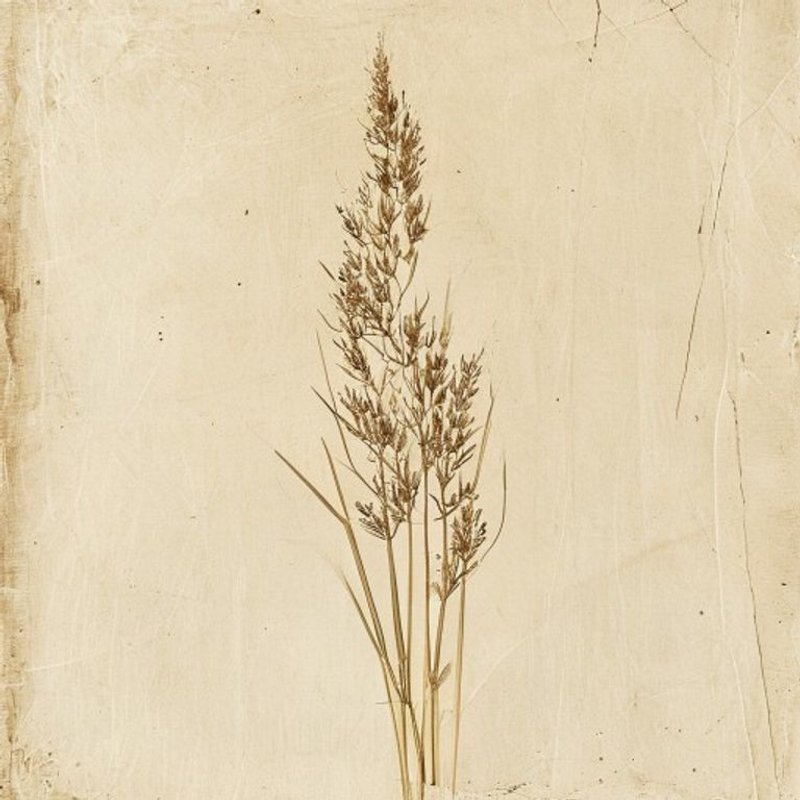 Tripsacum dactyloides (Sesame Grass) — botanical photograph