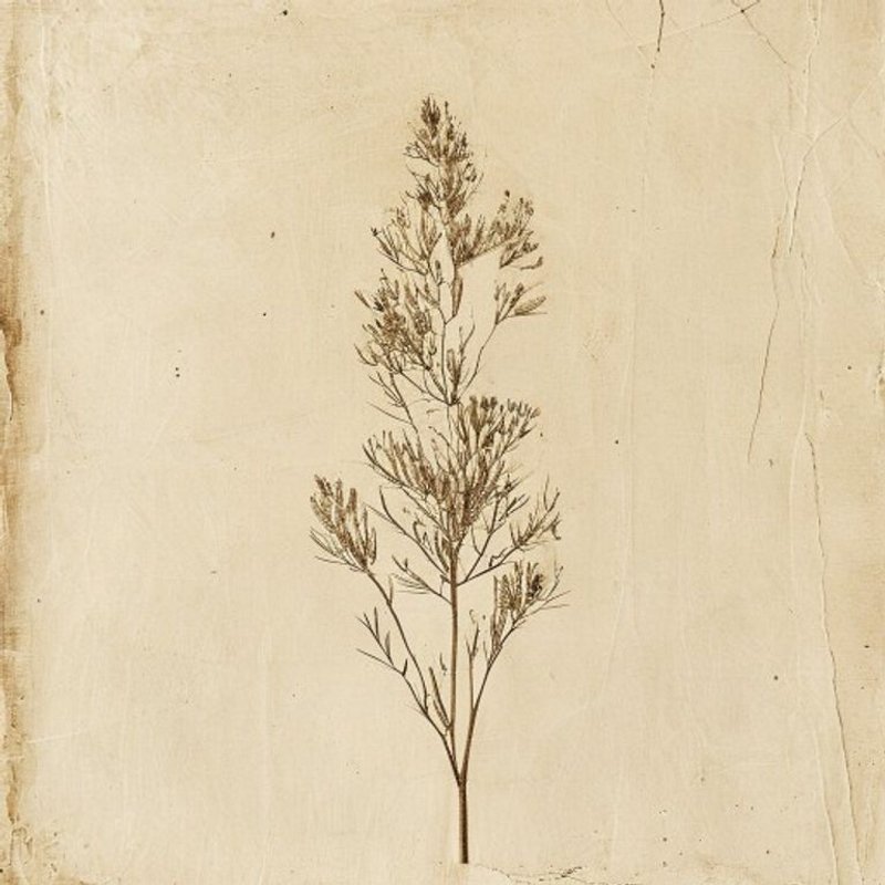 Spike Trisetum