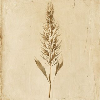 Triticum turgidum dicoccoides (Wild Emmer) — botanical photograph
