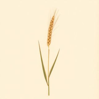 Triticum vavilovi (Vavilov's Wheat) — botanical photograph