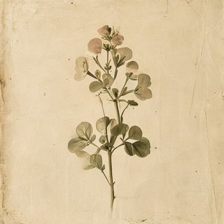 Tropaeolum brachyceras (Tropaeolum brachyceras) — botanical photograph