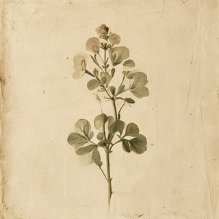 Tropaeolum leptophyllum (Tropaeolum leptophyllum) — botanical photograph