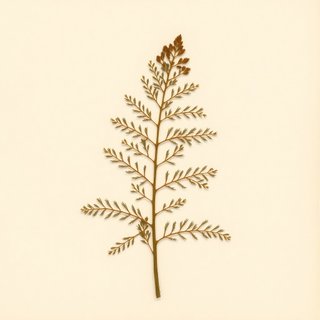 Tsuga mertensiana (Mountain Hemlock) — botanical photograph
