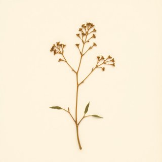 Umbellularia californica (California Laurel) — botanical photograph