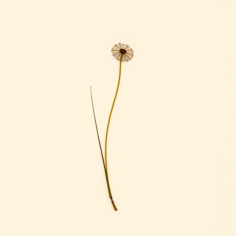 Utricularia vulgaris (Bladderwort) — botanical photograph