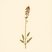 Valeriana officinalis (Valerian) — botanical photograph