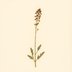 Valeriana officinalis (Valerian) — botanical photograph