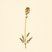 Valeriana capitata (Valerian) — botanical photograph