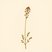 Valeriana occidentalis (western valerian) — botanical photograph