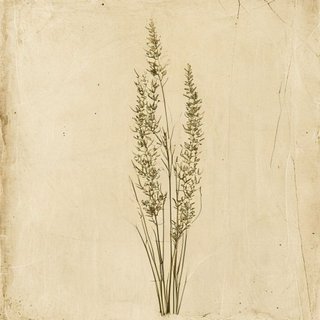 Vallisneria spiralis (Eel Grass) — botanical photograph