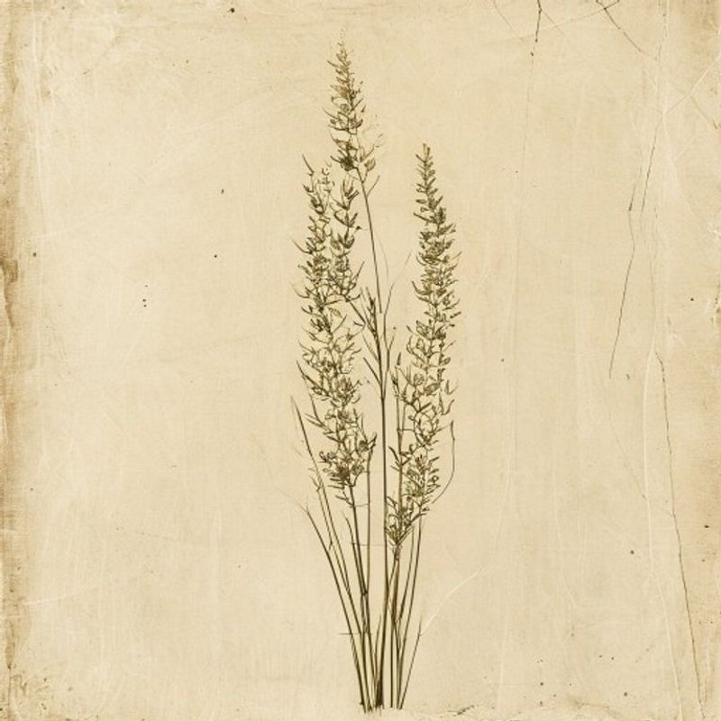 Eel Grass