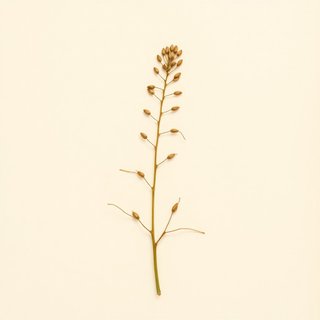 Vicia faba minuta (Tick Bean) — botanical photograph