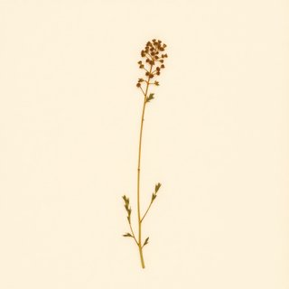 Vicia hirticalycina (Vicia hirticalycina) — botanical photograph