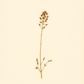 Vicia nipponica (Vicia nipponica) — botanical photograph