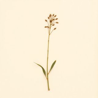 Vigna radiata (Mung Bean) — botanical photograph