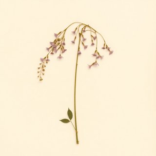 Wisteria villosa (Wisteria villosa) — botanical photograph
