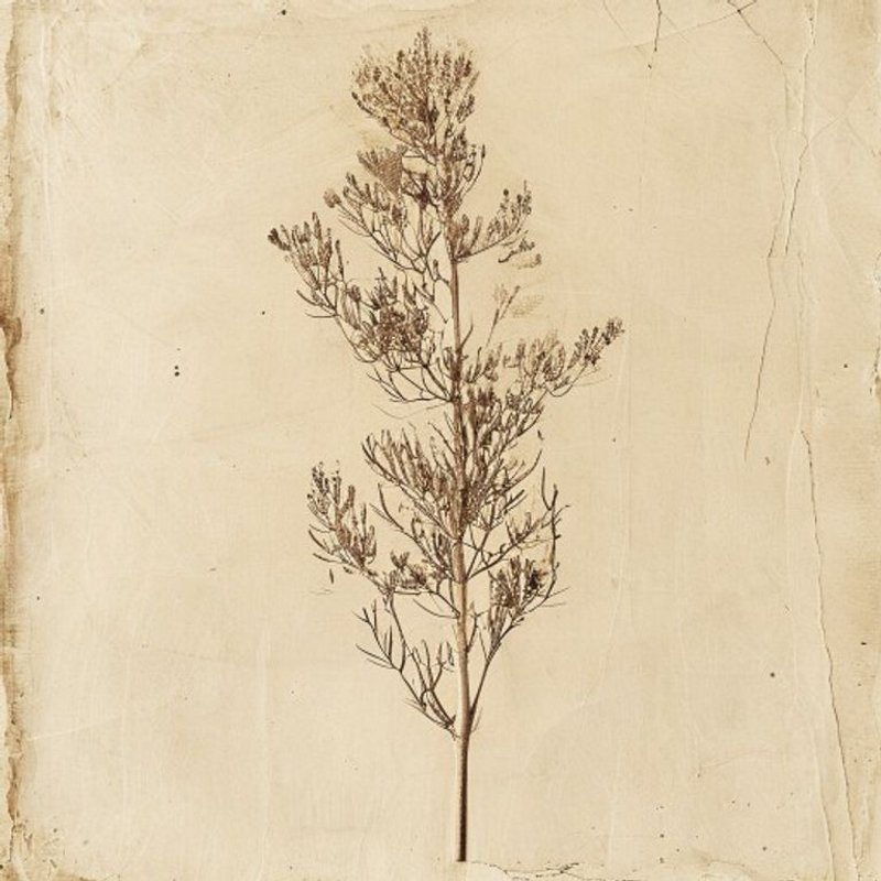Woodfordia fruticosa (Fire-flame bush) — botanical photograph