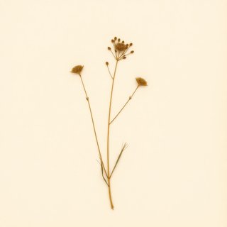 Xerophyllum tenax (Xerophyllum tenax) — botanical photograph