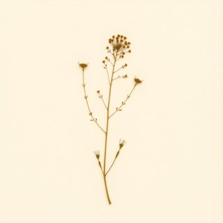 Youngia denticulata (Youngia denticulata) — botanical photograph