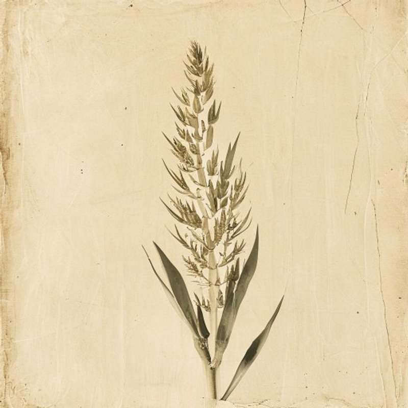 Curve-leaf yucca