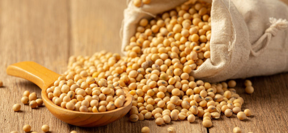 Soybean