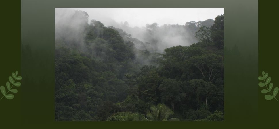 Piedras_Blancas_National_Park