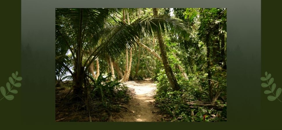 Tortuguero_National_Park