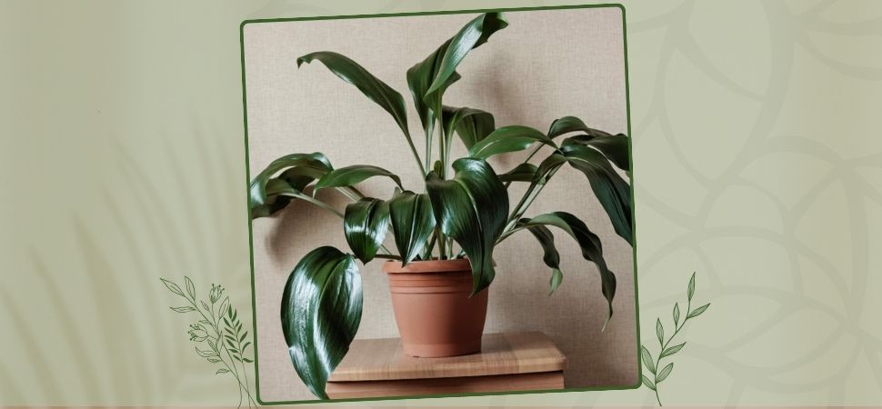 Cast iron plant (Aspidistra elatior)