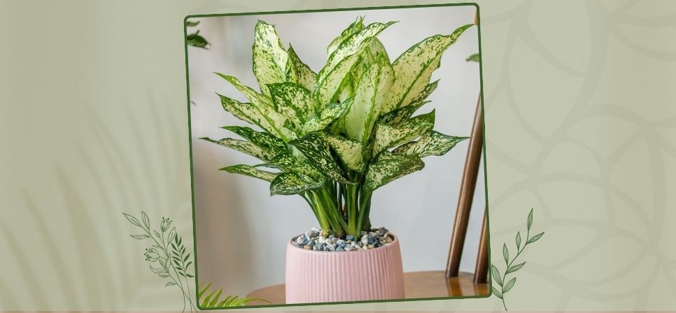 Chinese evergreen (Aglaonema commutatum)