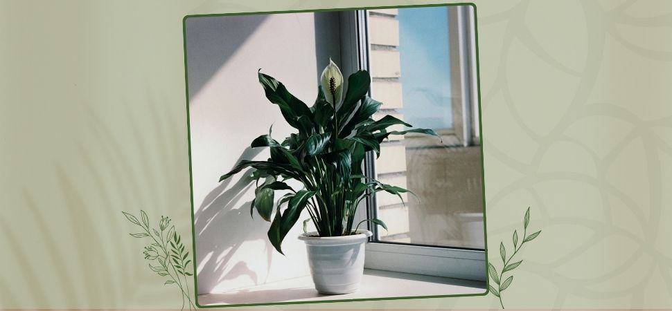 Peace lily (Spathiphyllum)