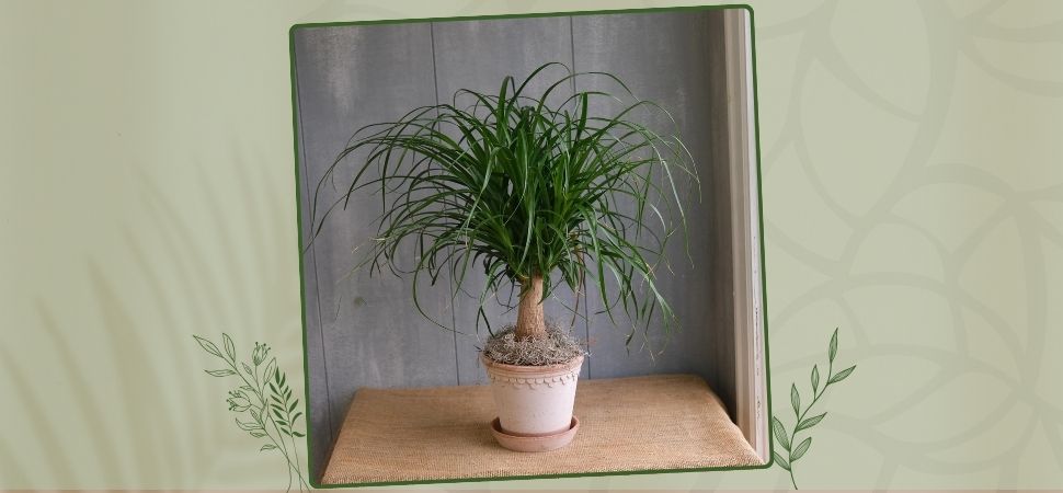 Ponytail palm (Beaucarnea recurvata)