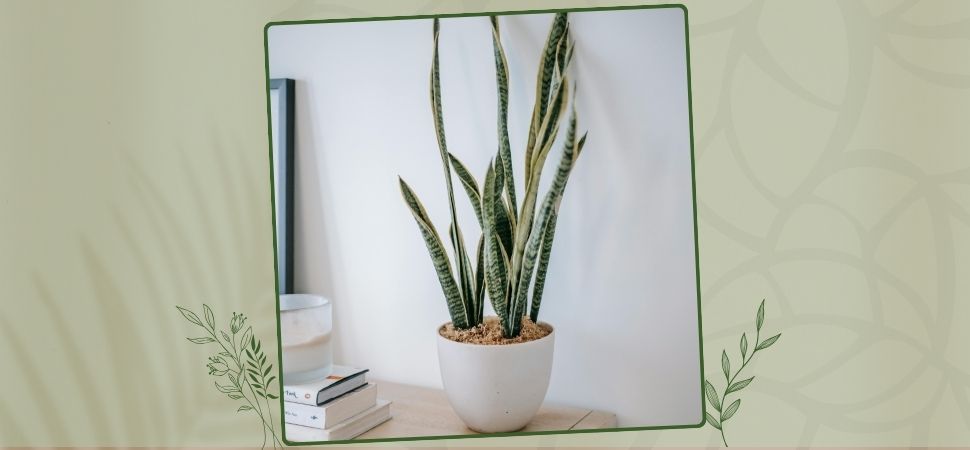 Snake plant (Sansevieria trifasciata)