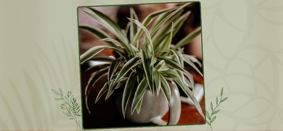 Spider plant (Chlorophytum comosum)