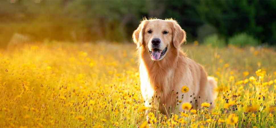 Golden Retriever