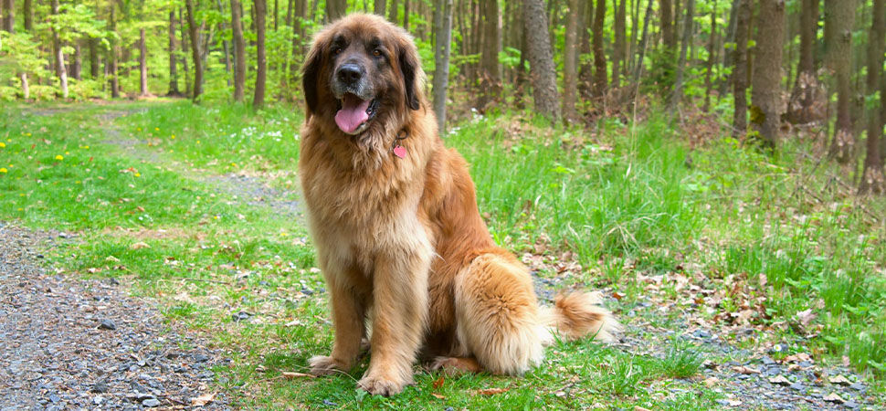 Leonberger