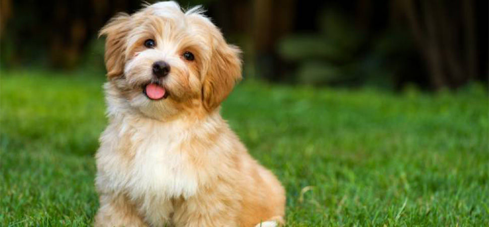 Havanese