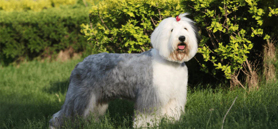 Old English Sheepdog