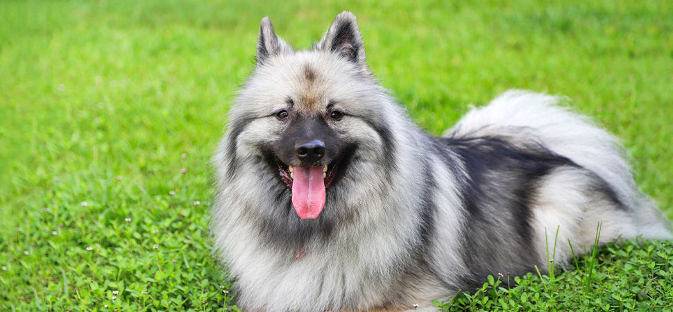 Keeshond