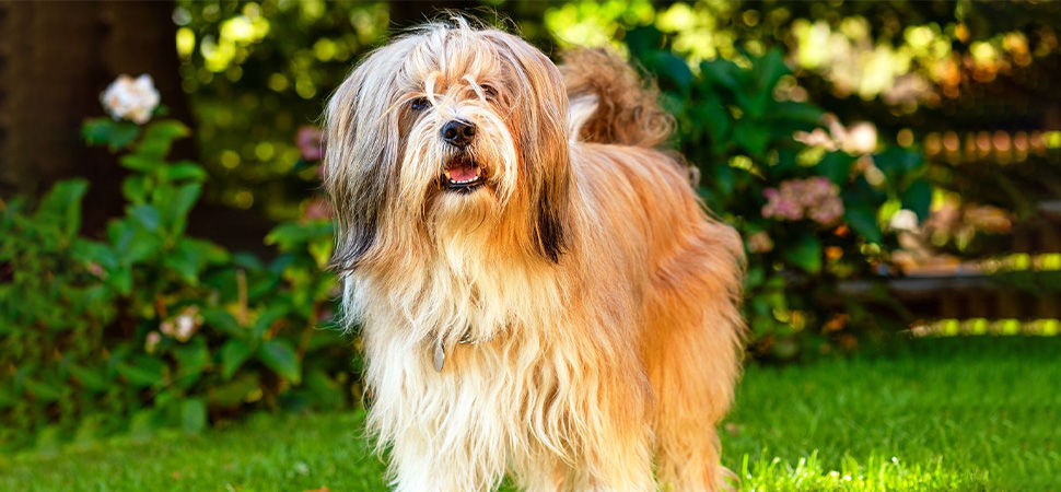 Tibetan Terrier